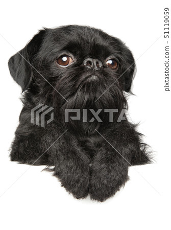 Griffon Bruxellois above banner 51119059