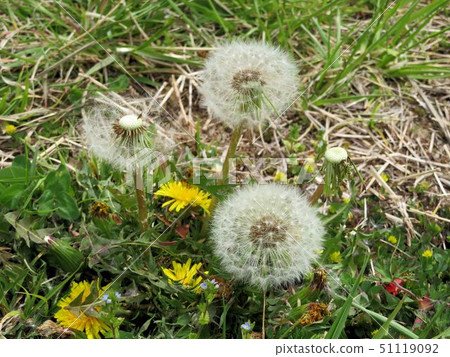 Ear of dandelion / Asakawa Ear of dandelion / Asakawa 51119092