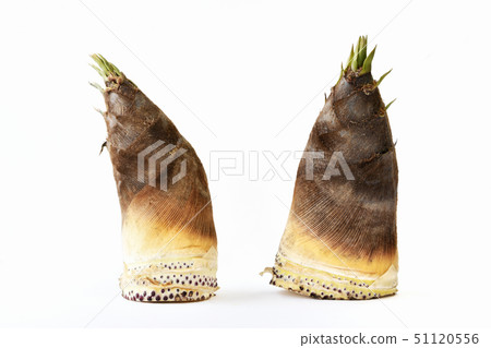 白色背景筍 51120556