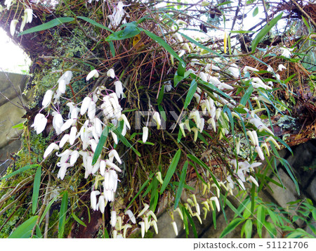 Pine and Sekkoku 51121706