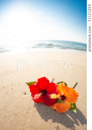 沙灘和芙蓉 51121859