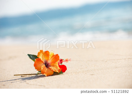 沙灘和芙蓉 沙灘和芙蓉 51121892
