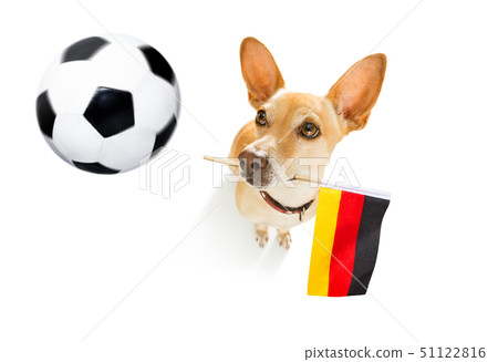 soccer football dog soccer football dog 51122816