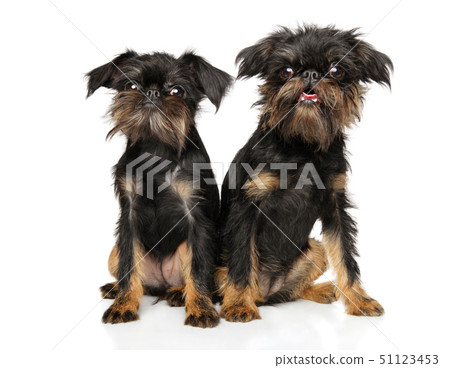 Brussels Griffon puppies sitting together Brussels Griffon puppies sitting together 51123453