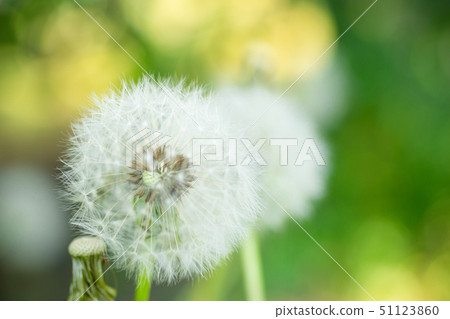 蒲公英的絨毛 51123860