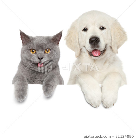 Cat and dog over white banner Cat and dog over white banner 51124090