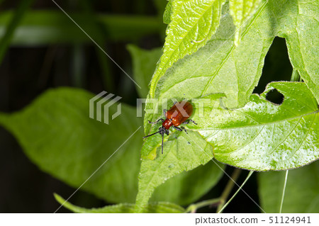 Red-headed beakworm beetle 51124941