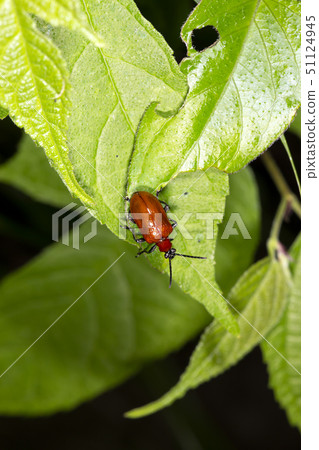 Red-headed beakworm beetle Red-headed beakworm beetle 51124945