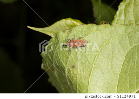 Katsuo Weevil 51124971