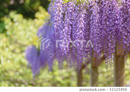  紫藤花 51125950