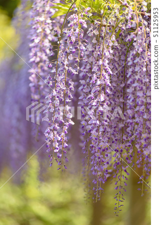  紫藤花 51125953