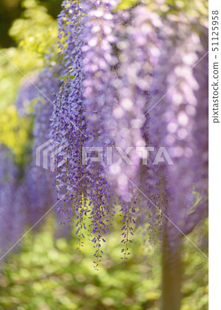  紫藤花 51125958