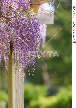  紫藤花 51125960