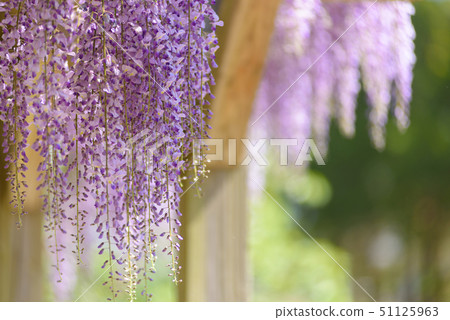 紫藤花 紫藤花 51125963
