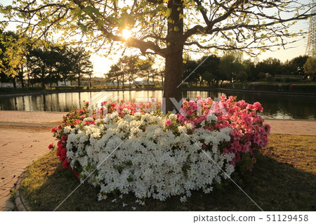 大牟田市Su訪公園杜鵑花 大牟田市Su訪公園杜鵑花 51129458