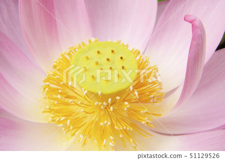 Lotus Lotus 51129526