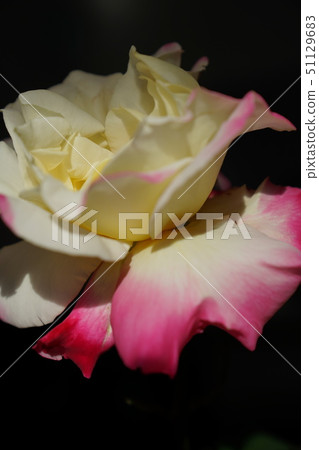 rose rose 51129683