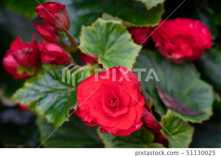 Numerous bright flowers of tuberous begonias Numerous bright flowers of tuberous begonias 51130025