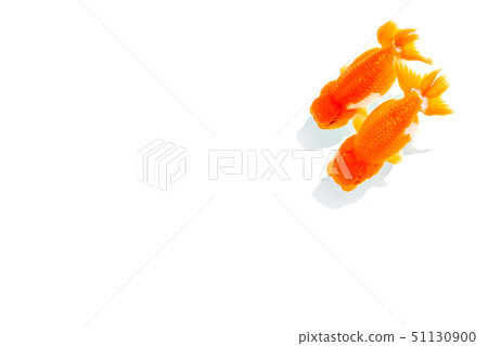Goldfish, Nakamura Goldfish, Nakamura 51130900