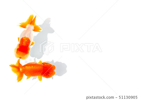 Nakamura金魚 51130905