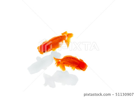 Nakamura金魚 51130907