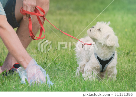 Picking up dog poop 51131396