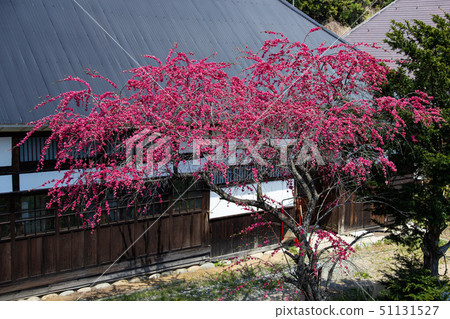 白馬村盛開的花桃盛開 白馬村盛開的花桃盛開 51131527