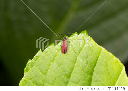 日本雙層年糕 51135429