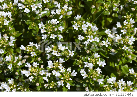 Hama Boss Hama Boss 51135442