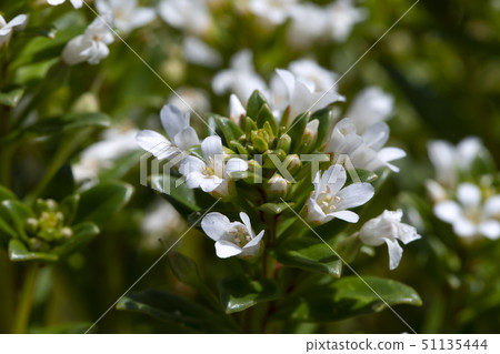 哈馬老闆 哈馬老闆 51135444