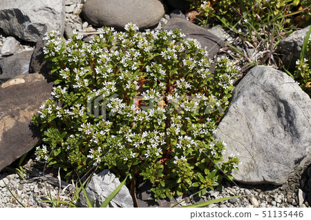 哈馬老闆 51135446