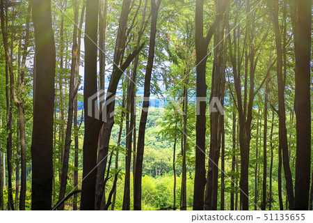 Spring warm day in the forest. Summer warm sunny day in the forest.Bright green forest natural Spring warm day in the forest. Summer warm sunny day in the forest.Bright green forest natural 51135655