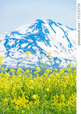  Rapeseed flowers and Mt. Chokai 51135759