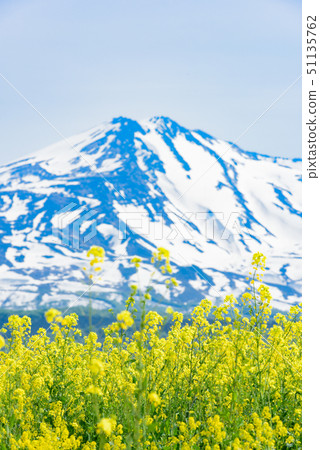 Rapeseed flowers and Mt. Chokai Rapeseed flowers and Mt. Chokai 51135762