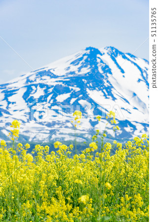  Rapeseed flowers and Mt. Chokai 51135765