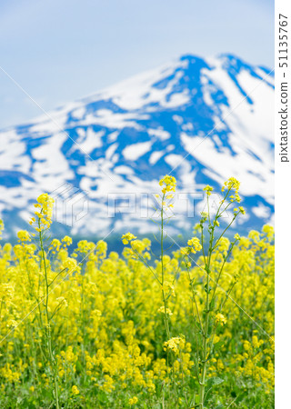  Rapeseed flowers and Mt. Chokai 51135767