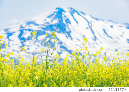  Rapeseed flowers and Mt. Chokai 51135774