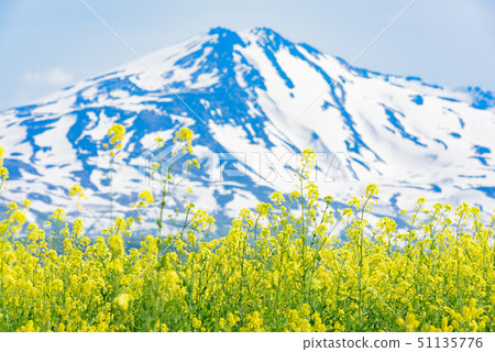  Rapeseed flowers and Mt. Chokai 51135776
