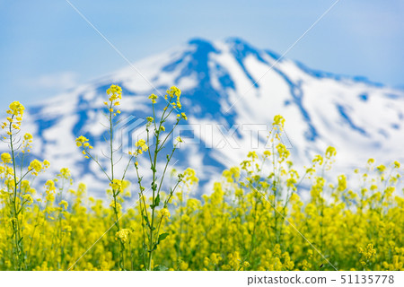 油菜花和Chokai山 油菜花和Chokai山 51135778