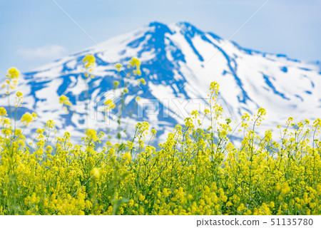 油菜花和Chokai山 油菜花和Chokai山 51135780