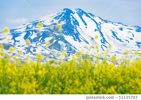 Rapeseed flowers and Mt. Chokai Rapeseed flowers and Mt. Chokai 51135783