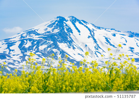  Rapeseed flowers and Mt. Chokai 51135787