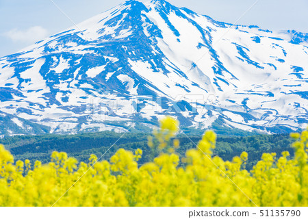 Rapeseed flowers and Mt. Chokai Rapeseed flowers and Mt. Chokai 51135790