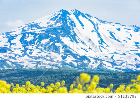  Rapeseed flowers and Mt. Chokai 51135792