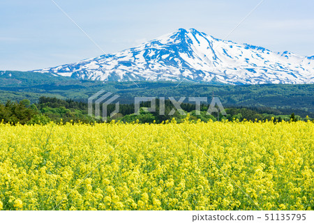  Rapeseed flowers and Mt. Chokai 51135795
