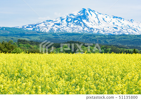 油菜花和Chokai山 油菜花和Chokai山 51135800