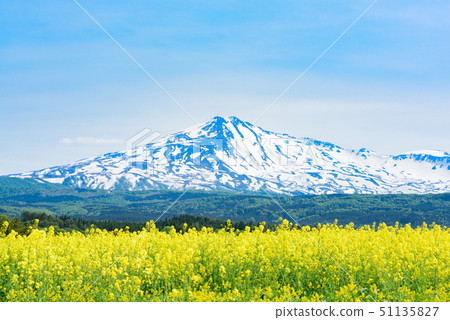 Rapeseed flowers and Mt. Chokai Rapeseed flowers and Mt. Chokai 51135827
