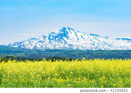  Rapeseed flowers and Mt. Chokai 51135832