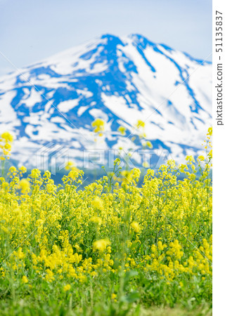 Rapeseed flowers and Mt. Chokai Rapeseed flowers and Mt. Chokai 51135837