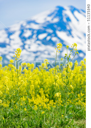  Rapeseed flowers and Mt. Chokai 51135840